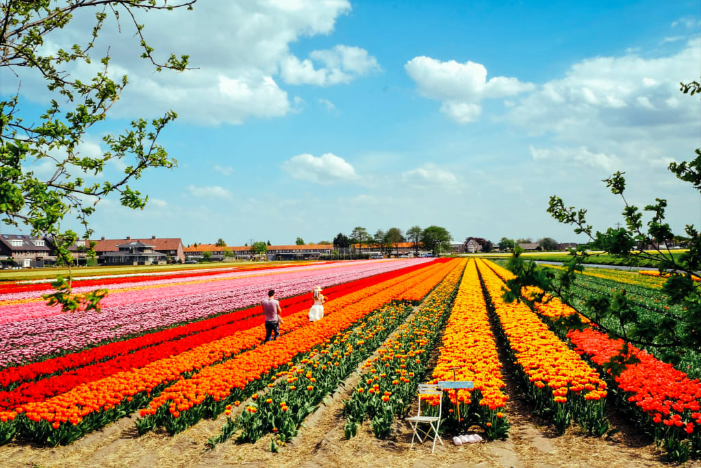 Campo con file infinite di tulipani fioriti di colori diversi nei Paesi Bassi, viaggi in bici e barca, Amsterdam e il tour dei tulipani